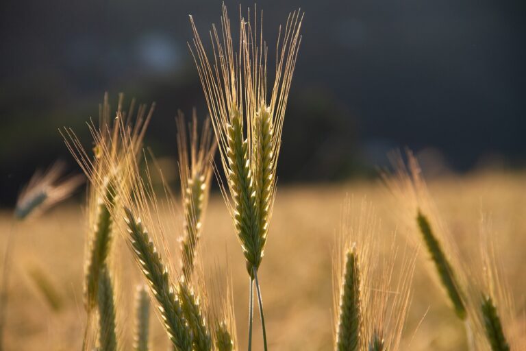 rye, grain, grain field-7273685.jpg
